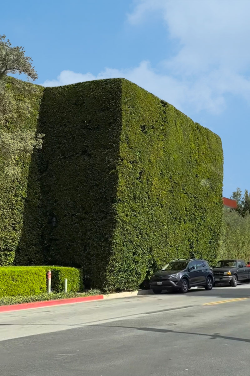 Giant Tall Hedgegrow