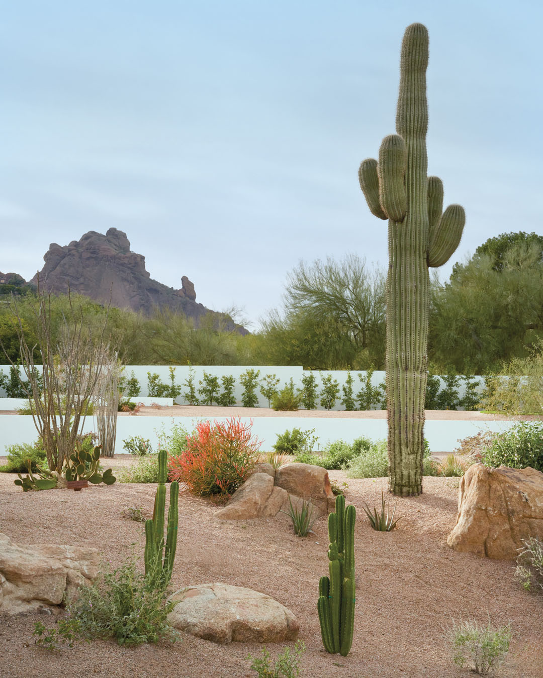 Mediterranean Style Sonoran Desert Gardens